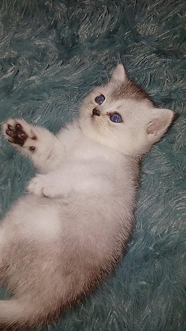 Pişiklər: Britan, Erkək, Dişi, Yaxşı əllərə, Ödənişli çatdırılma, Pulsuz çatdırılma, Rayonlara çatdırılma — 3