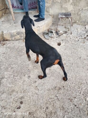 приют собак в баку: Doberman, 6 ay, Dişi, Peyvəndli, Ünvandan götürmə — 6
