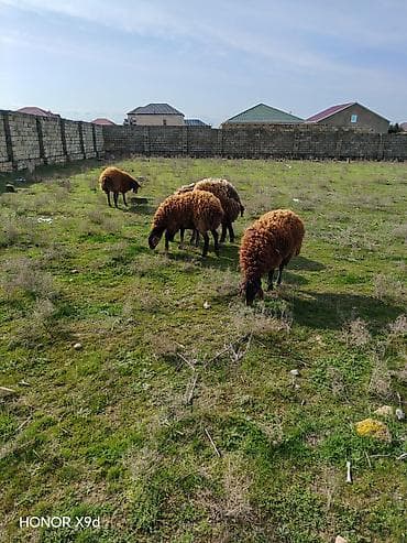 hind qusu satisi: Salam temiz cins heyvanlardi qala sortudu şişəkdi qocunda 2 yaşı olcey — 3