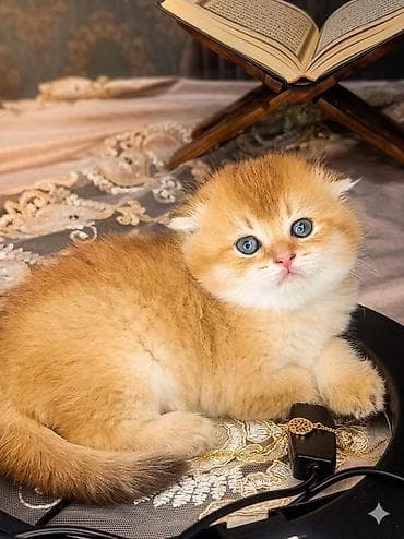 sfinks pişik: Britaniya və Şotland qırışıqlı (Scottish Fold) balaları - Rənglər — 2