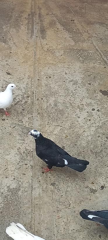 ev heyvanları it: Erkeydi şar kimidi — 2