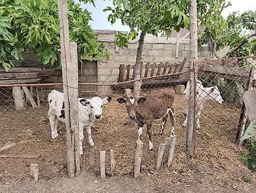 Mal-qara: Dana, buzov, Dişi, Holsteyn, Simental, ay: 1, Südlük, Damazlıq, Ödənişli çatdırılma, Ünvandan götürmə — 1