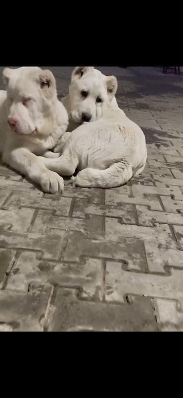 it sekisi: Alabay — 5