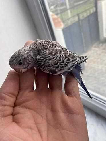 quşlar: Salam hamıya gördüyünüz bala quşlar satılır əsil ələ öyrediləsi — 7