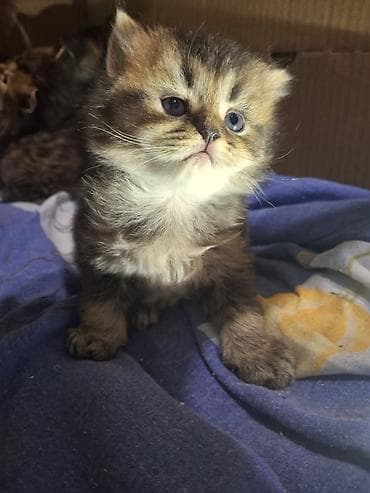 qax heyvan: Британская, В добрые руки — 1