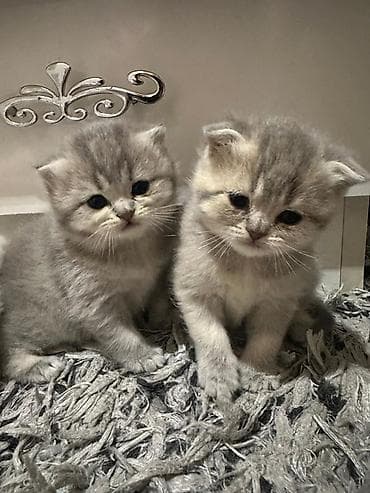 siyam pişiyi: Şotland yastı qulaq — 3