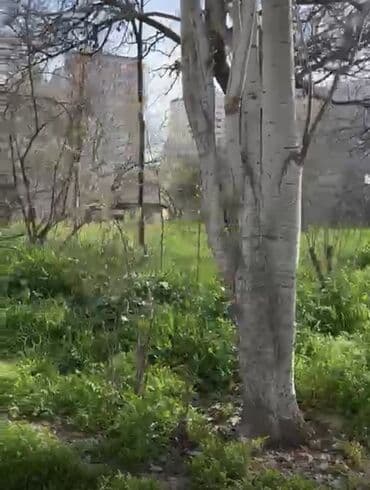 yeni əmlak az: 24 sot, Tikinti, Mülkiyyətçi, Kupça (Çıxarış) — 11