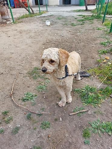 tula it: Yaxşı əllərə — 7