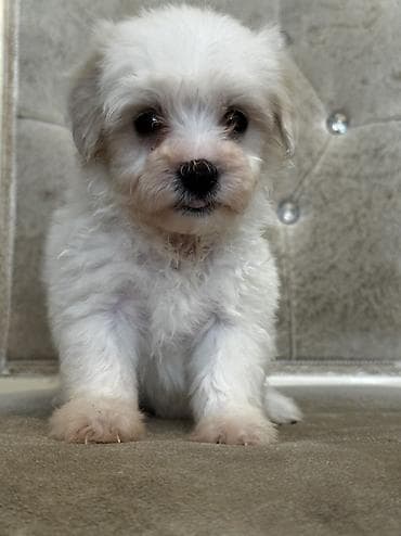 cixuaxua iti: Bişon Frize — 7