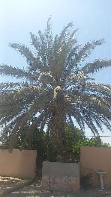 Xurma (xurma/xurmanın dəvətpalması) ağacı satılır - Növ: Xurma