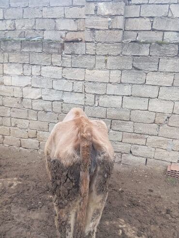 berde mal bazari: Inek satilir tecili basqa inekde var ana bala — 3