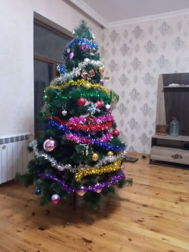 şam agaclari: Hövsan qəsəbəsində. 180 sm hündürlüyü — 5