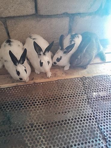 suda yaşayan heyvanlar haqqında məlumat: 4 dedi bogazdi hamsi — 2