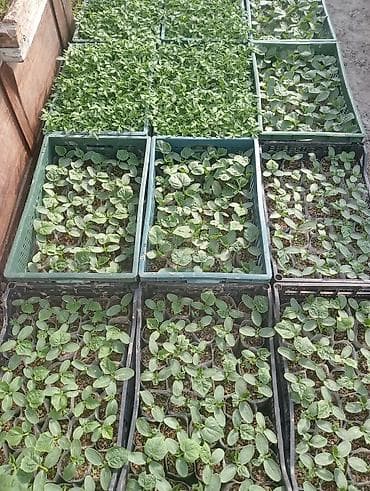 kömür toptan: Tərəvəz tingləri – istixana şəraitində yetişdirilmiş - Xiyar və — 1