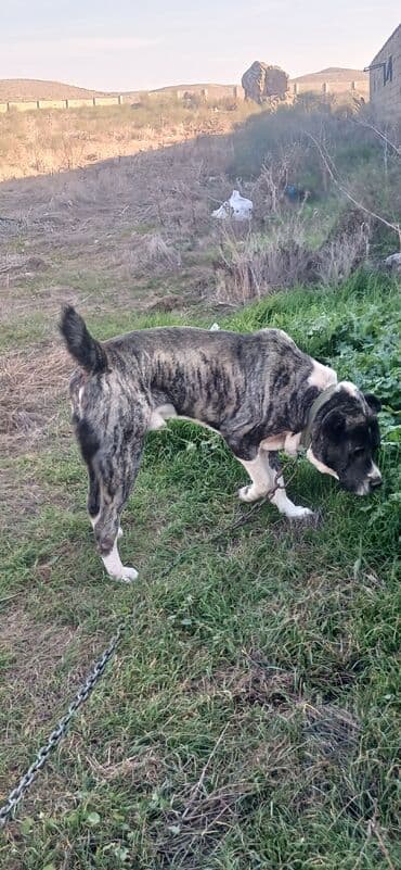 отдам в хорошие руки щенка маленькой породы: Гурдбасар, 2 года, Самец, С прививками, Платная доставка — 2