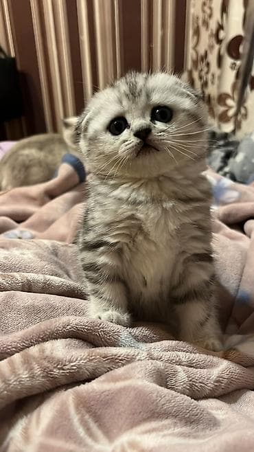 cins piwikler: Şotland, Dişi — 1