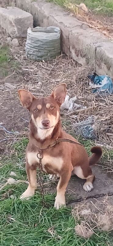 boyuk itler: 1 il, Erkek, Peyvəndli, Ödənişli çatdırılma — 1