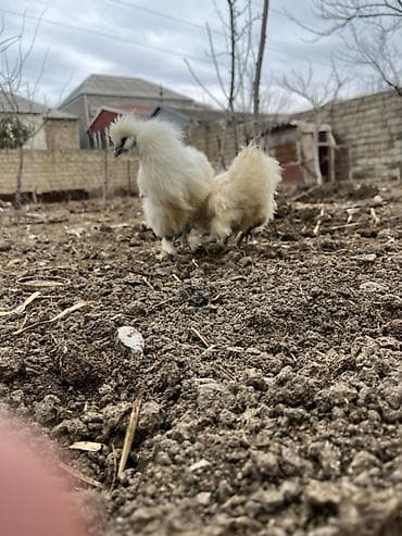 quş satisi: Toyuq, Damazlıq — 2