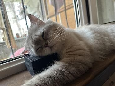 шотландская серебристая шиншилла купить: Шотландская длинношерстная, Самец — 3