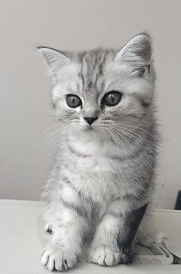 pisiy qabi: Britan — 10