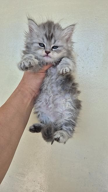 british fold: Şotland — 3