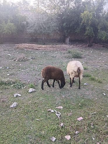 cins qoyunlar satilir: Ana bala qoyun satılır quzusu dişidir 5 ci balasıdır real alana — 3