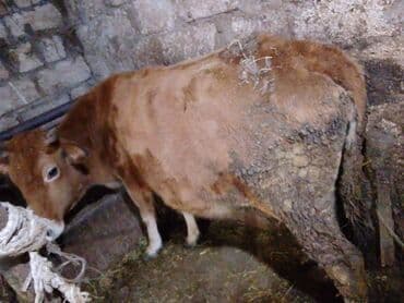 Kənd təsərrüfatı quşları: Mal-qara – inək - Yerli cinsə yaxın, qəhvəyi rəngdə inək - Sağım və — 3