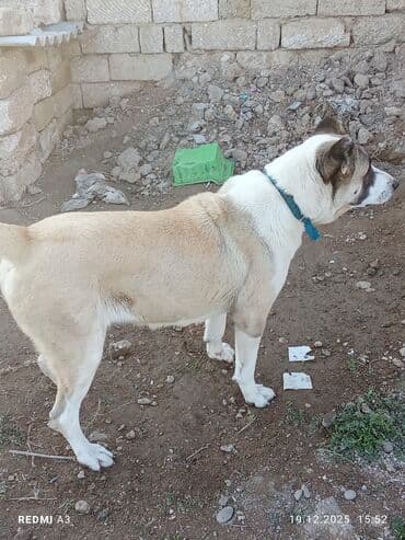 it ehtibarli əllərə verilir: Dişi — 4