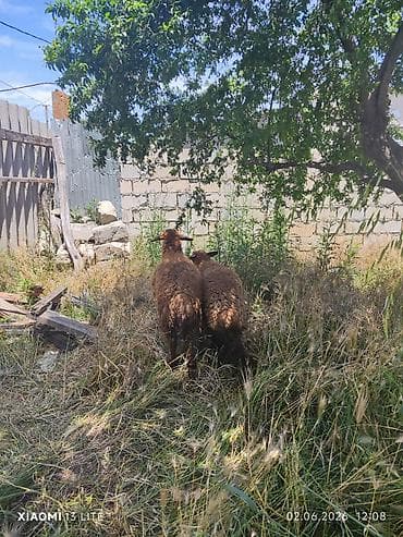 tap az alabay: Quzular təcili satılır ikisi bir yerdə — 1