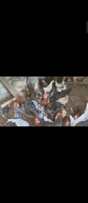Yerli kənd toyuqları – fərqli rəng və cins qarışığı (ağ, qara lalafo.az -da Yerli kənd toyuqları – fərqli rəng və cins qarışığı (ağ, qara