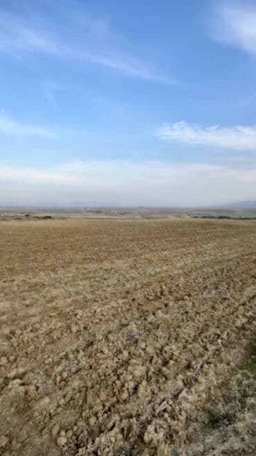 305 sot, Kənd təsərrüfatı, Kupça (Çıxarış) lalafo.az -da 305 sot, Kənd təsərrüfatı, Kupça (Çıxarış)