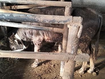 quzu satilir 2021: Dana, buzov, Erkək, ay: 10, Ətlik — 3