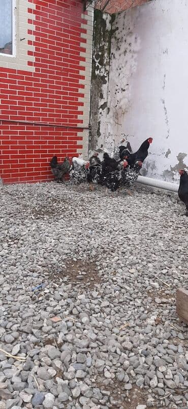 korella quş: Bu toyuqların yumurtaları sifarişlə yığılıb satılır öz həyətimdədi — 6