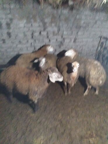 it adları erkek: Qoyun sürüsü – 5 baş - Şəkillərdə görünən 5 baş yerli qoyun - Qəhvəyi — 2