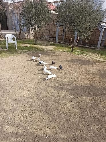 Salam 9 dənə enli quyruq 2 dənə təmiz ıran 11 quş 150 manat ünvan — 7