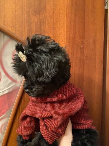 pulsuz it satilir: Pudel, 4 ay, Dişi — 3