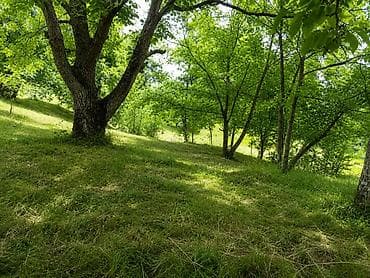 100 sot, Biznes üçün, Kupça (Çıxarış)