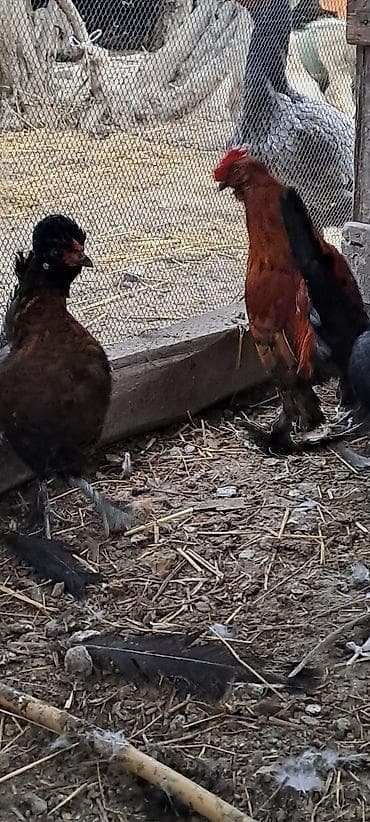 cins atlar: Toyuq, Damazlıq — 5