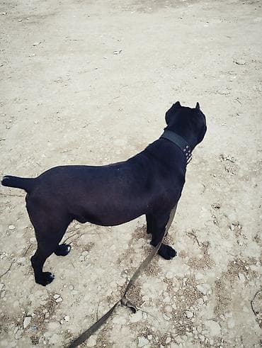 dobelman it: Kane-Korso, Erkek — 6