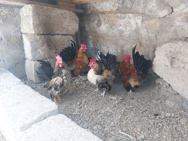 кольчатый попугай цена: Курица, Для разведения — 2