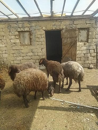 Hinduşkalar: Erkək Qala qoçları satılır Cavan heyvanlardı 3 dənə qırxılmışdar 850 — 7