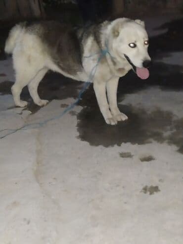 it satisi 2021: Alabay, 2 ay, Dişi — 4