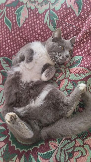 tap. az itler: Dişi, Yaxşı əllərə, Ünvandan götürmə — 1