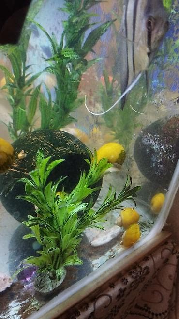 Akvaryum üçün sarı ampulyariya salyangozları - Növ: Pomacea bridgesii