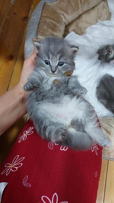 bit dərmanı: Britan, Erkək, Yaxşı əllərə, Ünvandan götürmə — 3