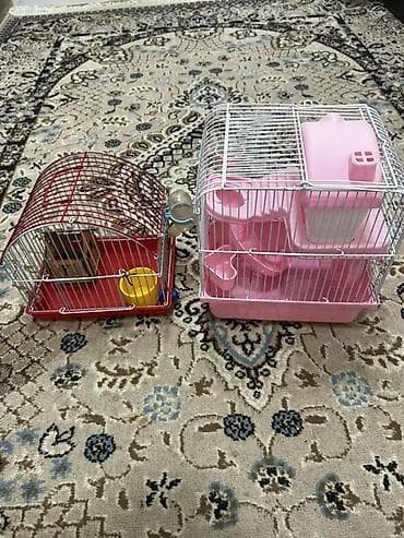 Yataqlar: 1 ədəd ana hamster 3 ədəd bala hamster 2 kletka biri böyük biri — 6