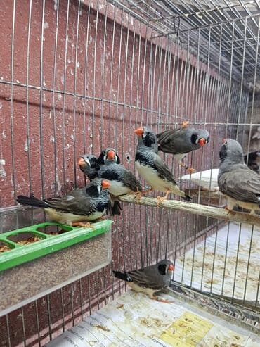 Amadin quslari saglam ve hazir quslardir. cüt veya tek satilir. qiymet