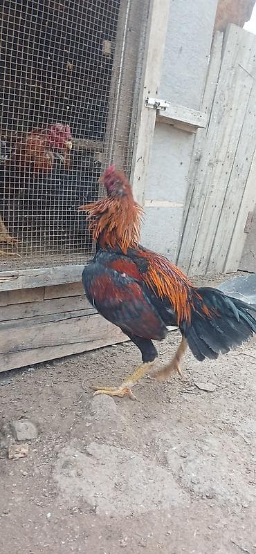 Xoruz, Yapon, il: 1, Ünvandan götürmə — 2