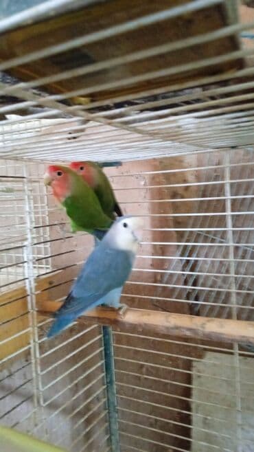 Фишара и неразлучники Продажа в Баку Кому интересно звоните и пишите lalafo.az -da Фишара и неразлучники Продажа в Баку Кому интересно звоните и пишите