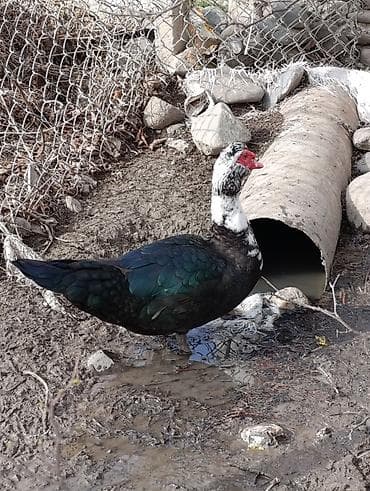 kənd toyuqu: Dişi, | Lal ördək, Ətlik, Ödənişli çatdırılma, Rayonlara çatdırılma — 1